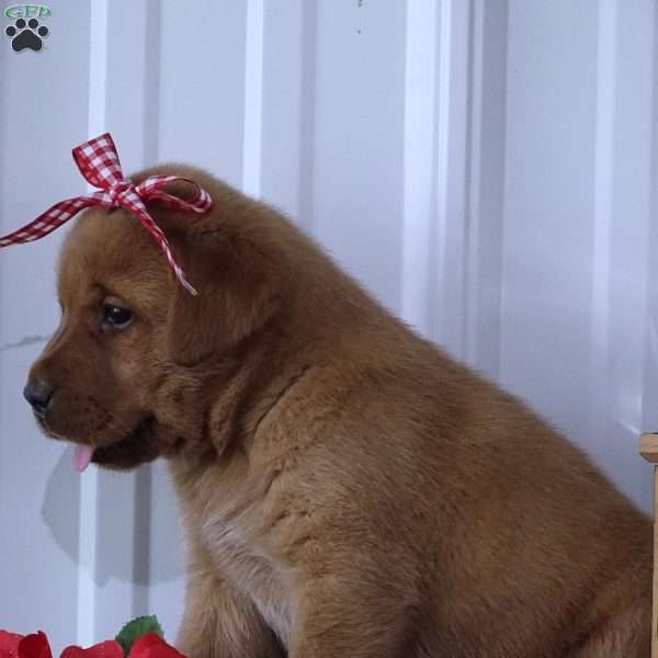 Fiery Franky, Fox Red Labrador Retriever Puppy