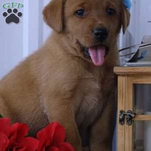 Flaming Freddy, Fox Red Labrador Retriever Puppy