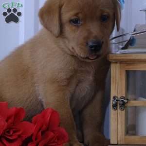 Flaming Freddy, Fox Red Labrador Retriever Puppy