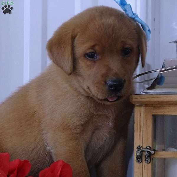 Flaming Freddy, Fox Red Labrador Retriever Puppy