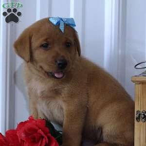 Flaming Freddy, Fox Red Labrador Retriever Puppy