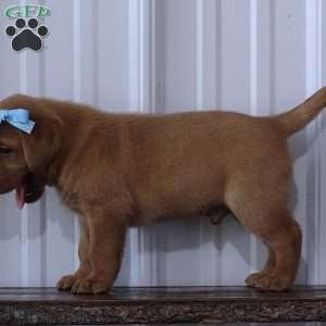 Flaming Freddy, Fox Red Labrador Retriever Puppy