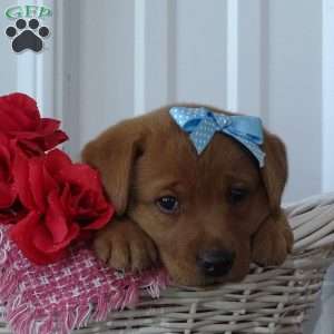 Flaming Freddy, Fox Red Labrador Retriever Puppy