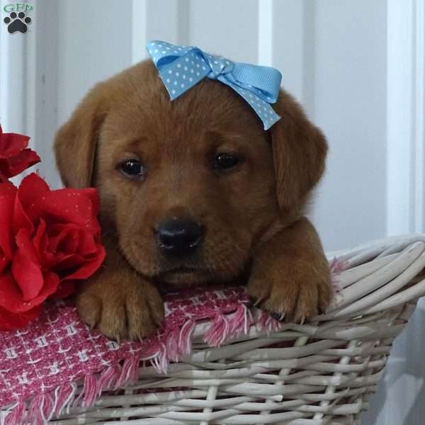 Flaming Freddy, Fox Red Labrador Retriever Puppy