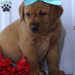 Blushing Benny, Fox Red Labrador Retriever Puppy