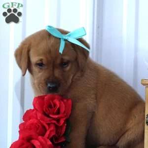 Blushing Benny, Fox Red Labrador Retriever Puppy