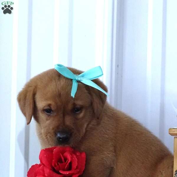 Blushing Benny, Fox Red Labrador Retriever Puppy