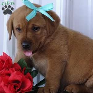 Blushing Benny, Fox Red Labrador Retriever Puppy