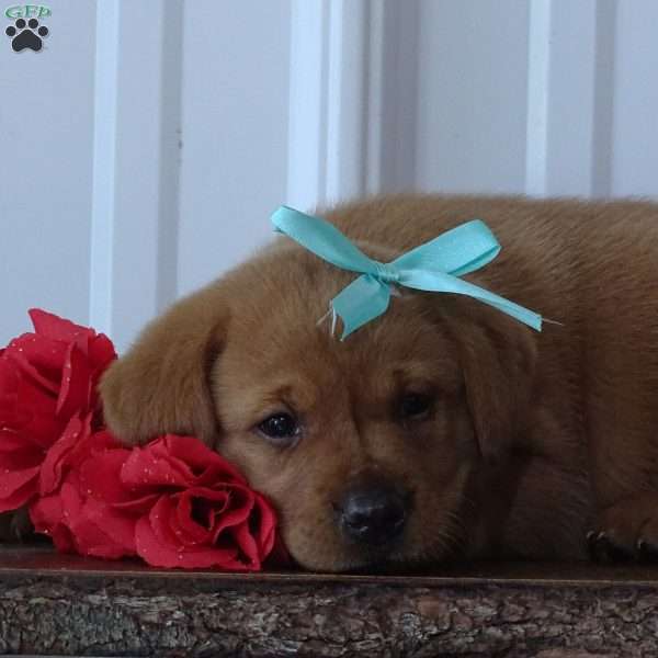 Blushing Benny, Fox Red Labrador Retriever Puppy