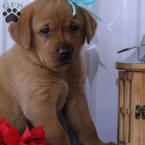 Blushing Benny, Fox Red Labrador Retriever Puppy
