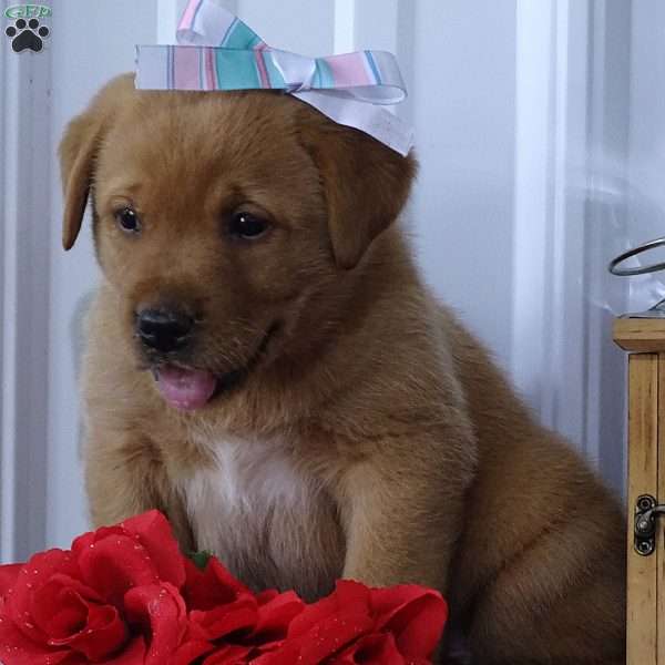 Red-tinted Robby, Fox Red Labrador Retriever Puppy