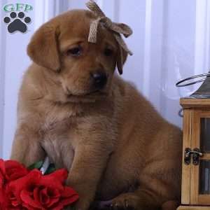 Blazing Bobby, Fox Red Labrador Retriever Puppy