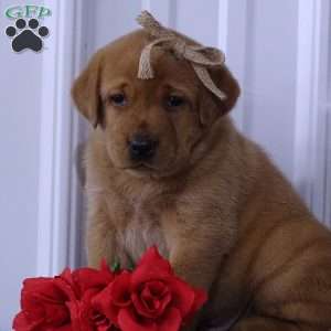 Blazing Bobby, Fox Red Labrador Retriever Puppy
