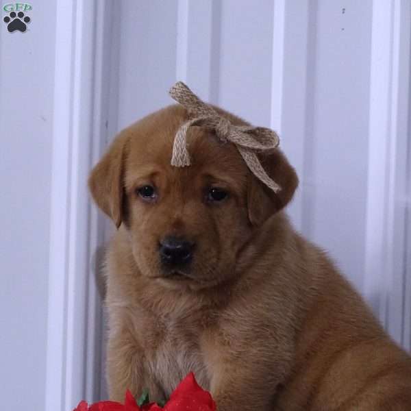Blazing Bobby, Fox Red Labrador Retriever Puppy