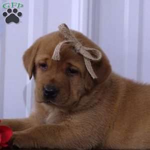 Blazing Bobby, Fox Red Labrador Retriever Puppy