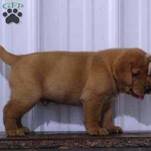 Blazing Bobby, Fox Red Labrador Retriever Puppy