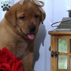 Blazing Bobby, Fox Red Labrador Retriever Puppy