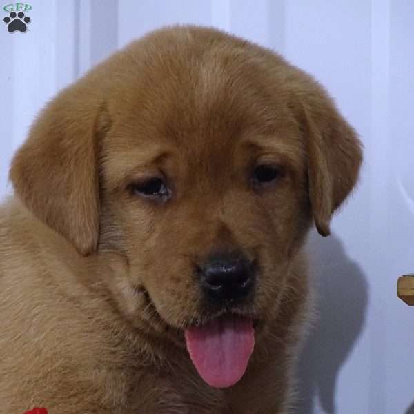 Blazing Bobby, Fox Red Labrador Retriever Puppy