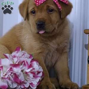 Crimson Cutie, Fox Red Labrador Retriever Puppy
