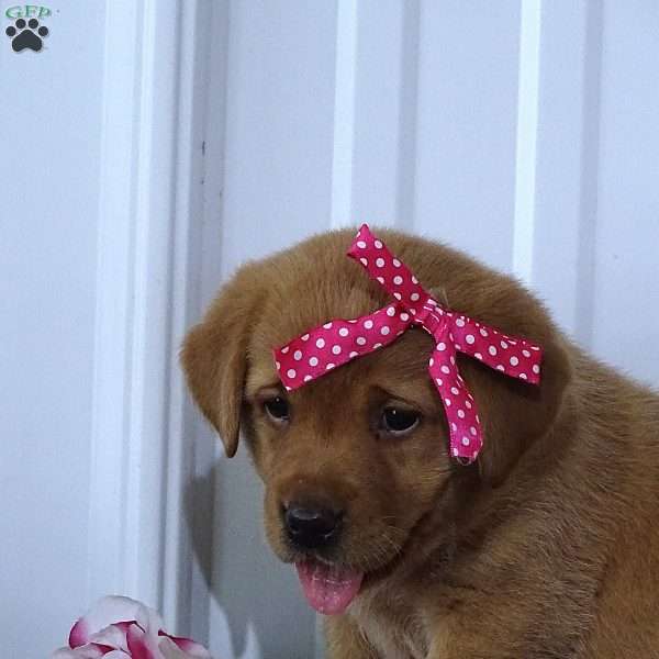 Crimson Cutie, Fox Red Labrador Retriever Puppy
