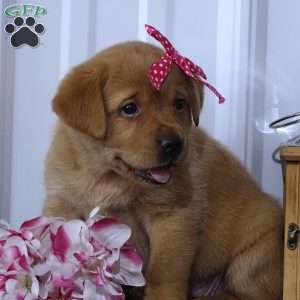 Crimson Cutie, Fox Red Labrador Retriever Puppy