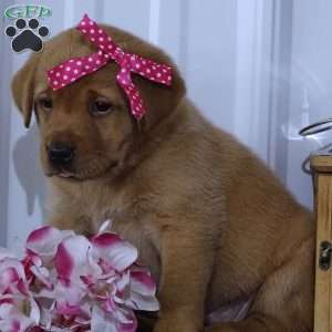 Crimson Cutie, Fox Red Labrador Retriever Puppy