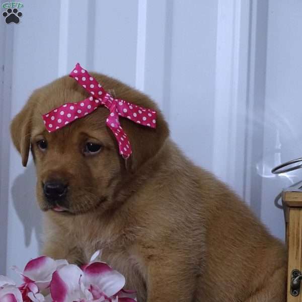 Crimson Cutie, Fox Red Labrador Retriever Puppy
