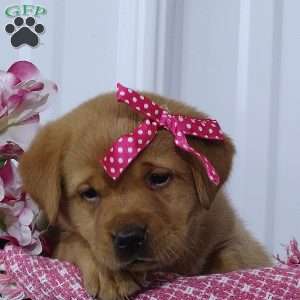 Crimson Cutie, Fox Red Labrador Retriever Puppy