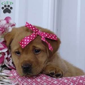 Crimson Cutie, Fox Red Labrador Retriever Puppy