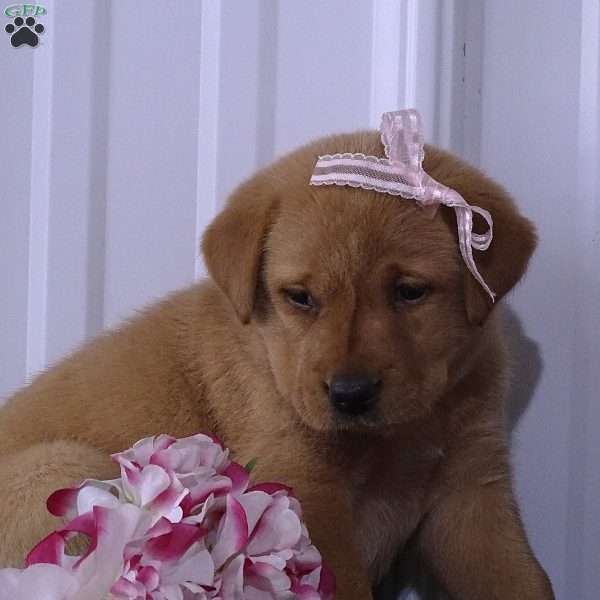 Scarlet Sweetie, Fox Red Labrador Retriever Puppy