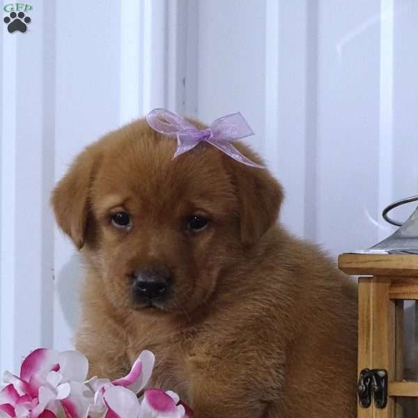 Blushing Beauty, Fox Red Labrador Retriever Puppy