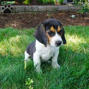 Betty, Beagle Puppy