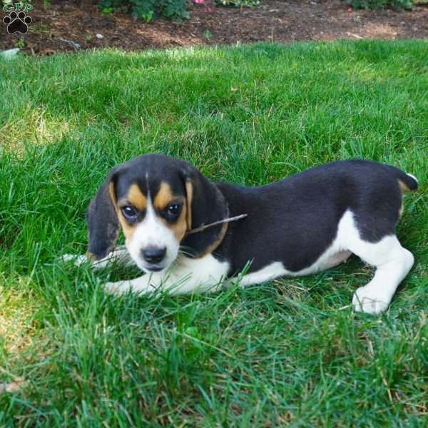 Betty, Beagle Puppy