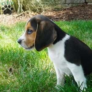 Baxter, Beagle Puppy