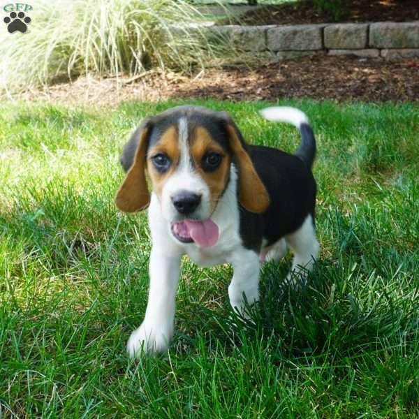 Baxter, Beagle Puppy