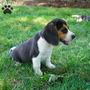 Baxter, Beagle Puppy