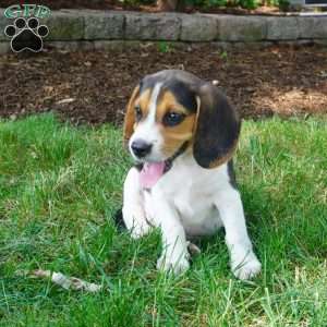Baxter, Beagle Puppy