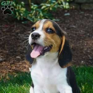 Baxter, Beagle Puppy