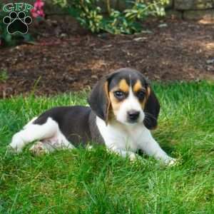 Betty, Beagle Puppy