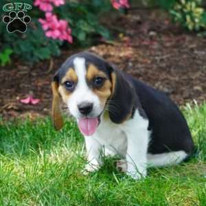 Bailey, Beagle Puppy