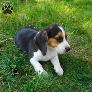 Bailey, Beagle Puppy