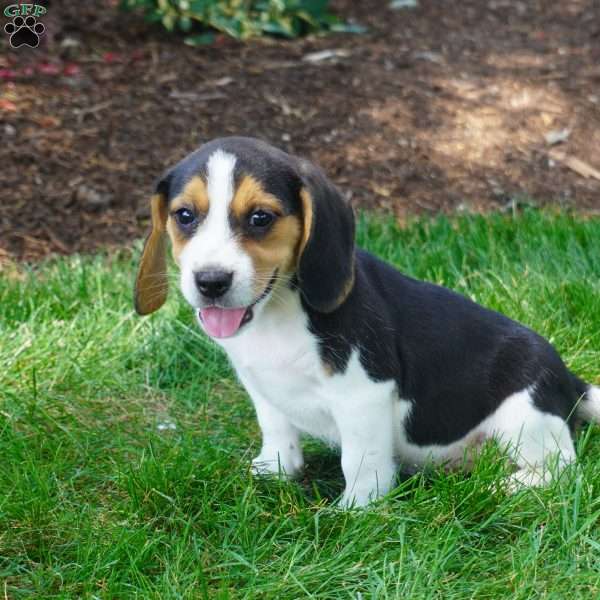 Bailey, Beagle Puppy