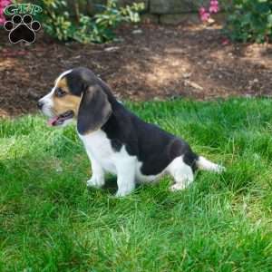 Bailey, Beagle Puppy