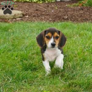Bonny, Beagle Puppy