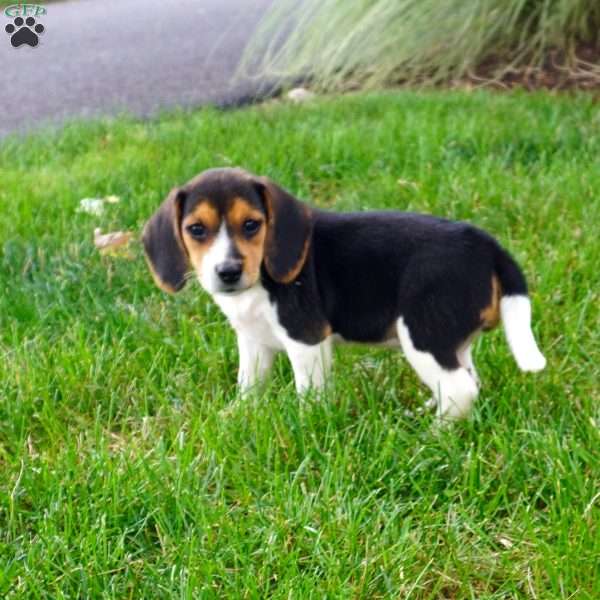 Bonny, Beagle Puppy