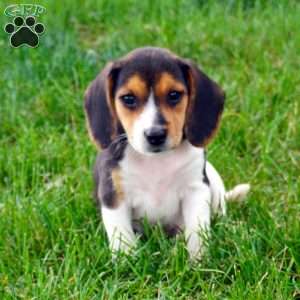 Bonny, Beagle Puppy