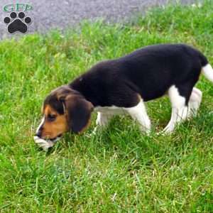 Bonny, Beagle Puppy