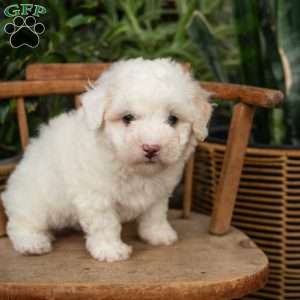 Ross, Mini Sheepadoodle Puppy