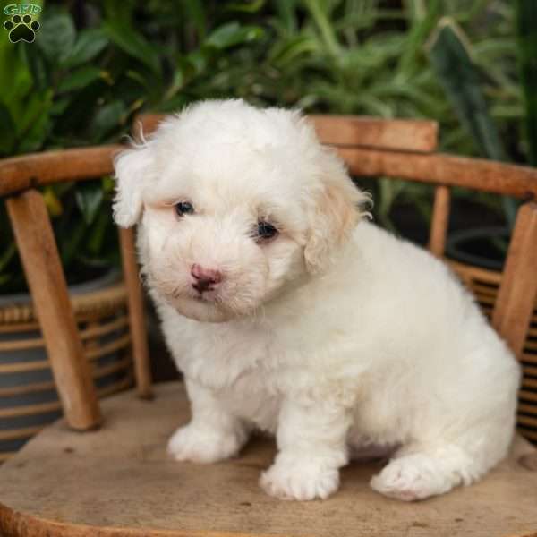 Ross, Mini Sheepadoodle Puppy