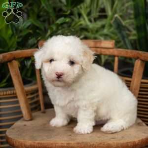 Ross, Mini Sheepadoodle Puppy
